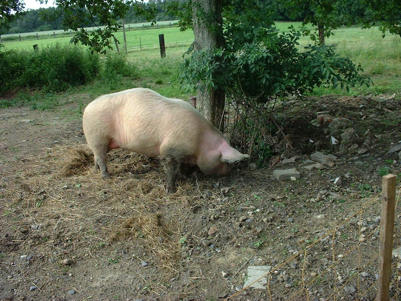 Dscf0007.jpg (358132 Byte)