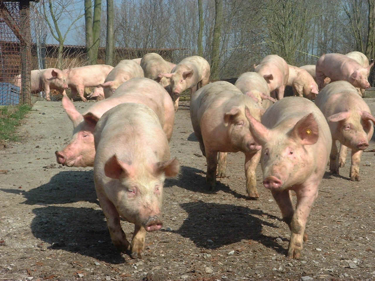 Schweineausflug , auf zur Demo.JPG (495476 Byte)